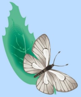 Schmetterling