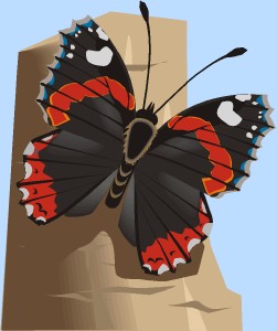 Schmetterling