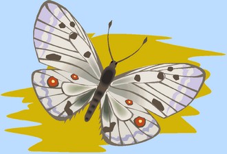 Schmetterling